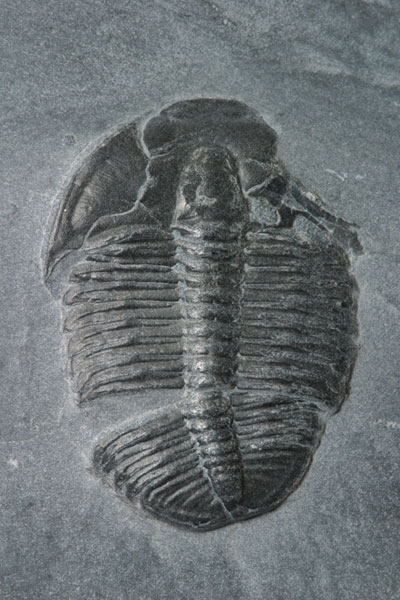 Fossil