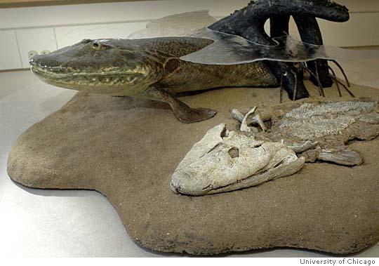 Tiktalik fossil and recreation