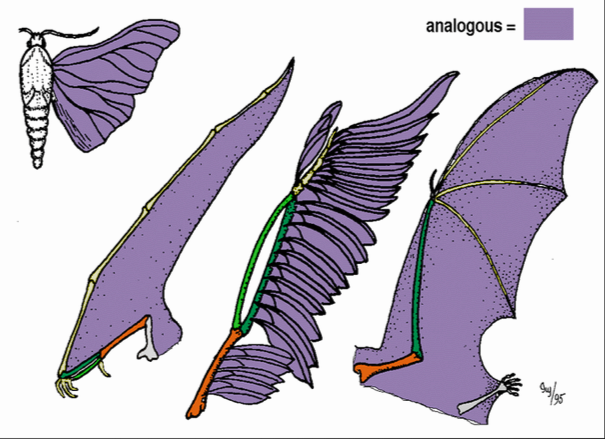 Analogous structures