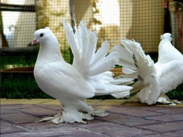 Dove