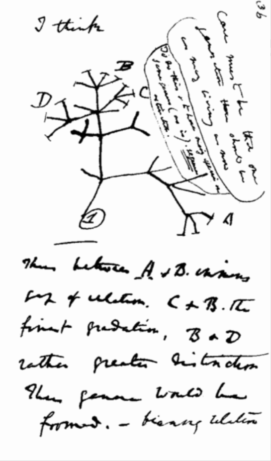 Darwin's early tree of life