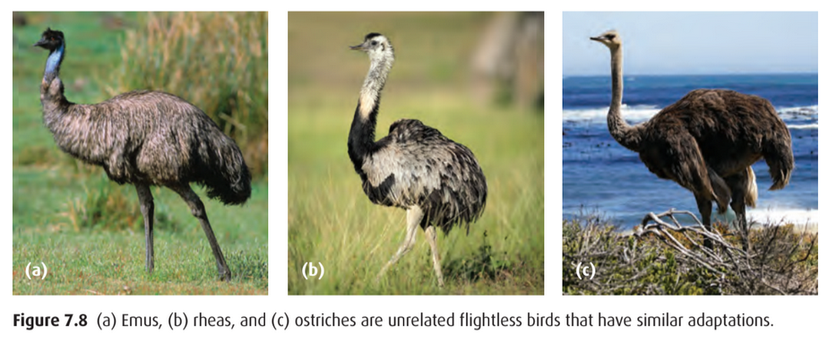 Emus, rheas, and ostriches