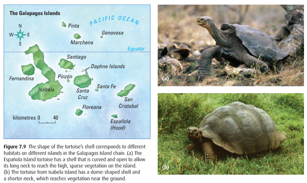 Map of the Galapagos and comparison of two Galapgos tortoises