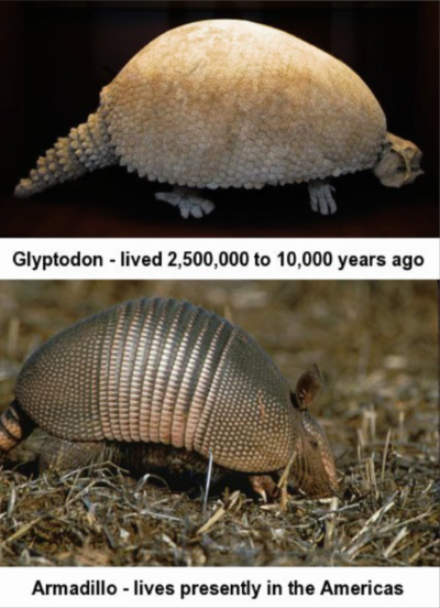 Ancient glyptodon vs. armadillo