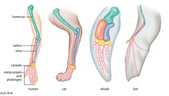 Homologous structures of forelimbs