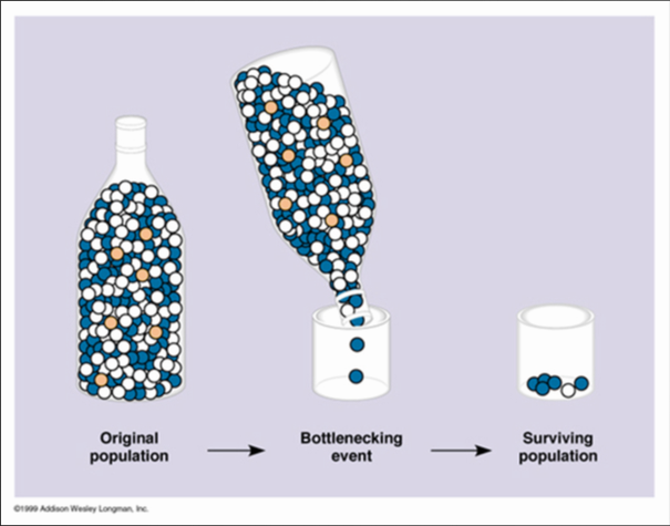 Bottlenecking effect