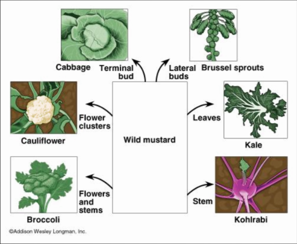 Variations of wild mustard
