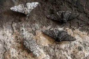 Dark vs light phenotypes of pepperd moths