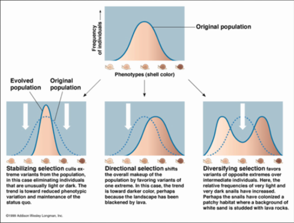 Bell curves of selection types