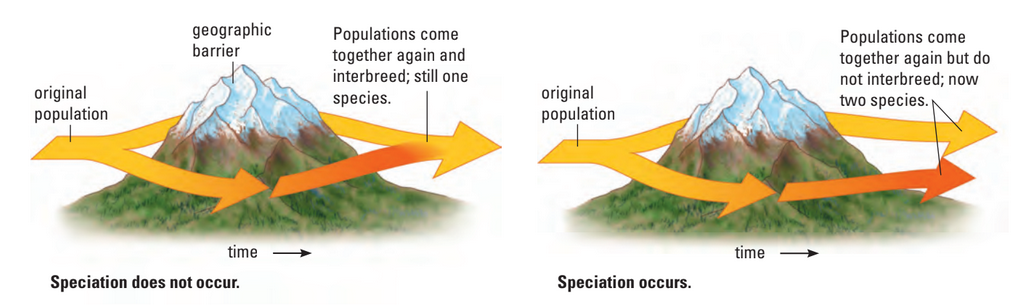 Speciation diagram, geographic isolation