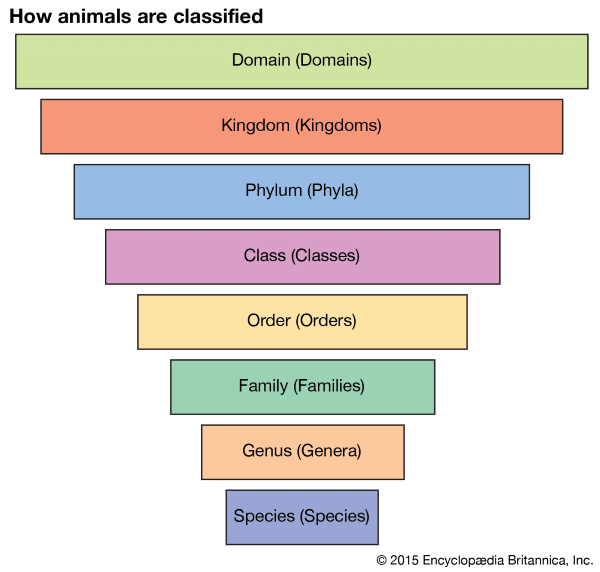 Taxonomy of Life diagram