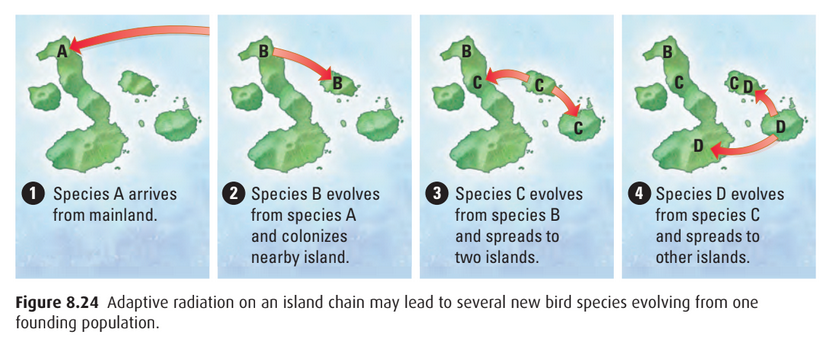 Adaptive radiation
