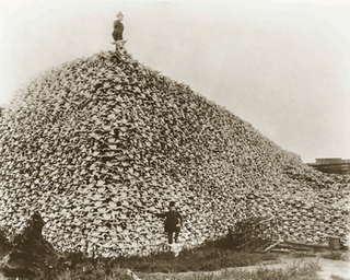 Bison skulls