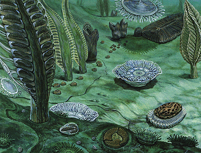 Cambrian explosion illustration