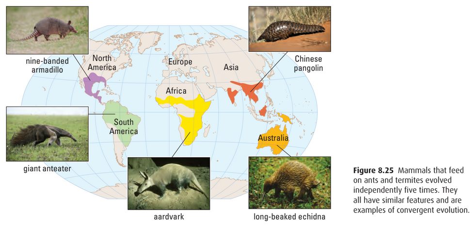 Convergent evolution