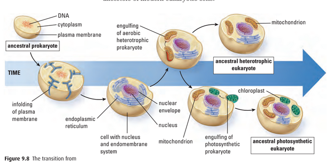 Formation of eukaryotes