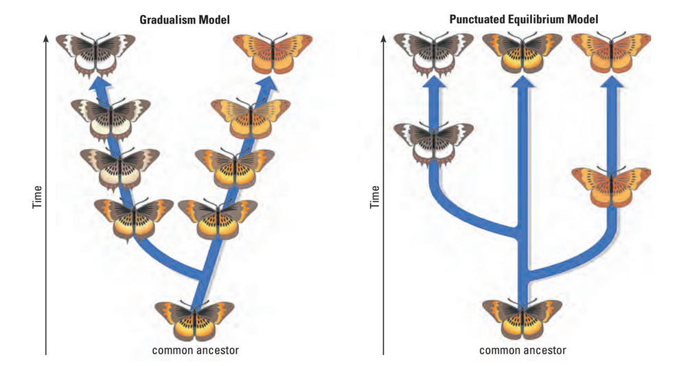 Gradualism vs. punctuated equilibrium