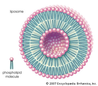 Protocell