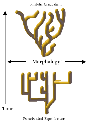 Rate of evolution morphology