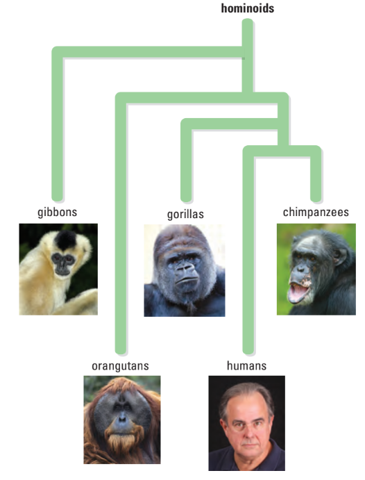 Hominid tree