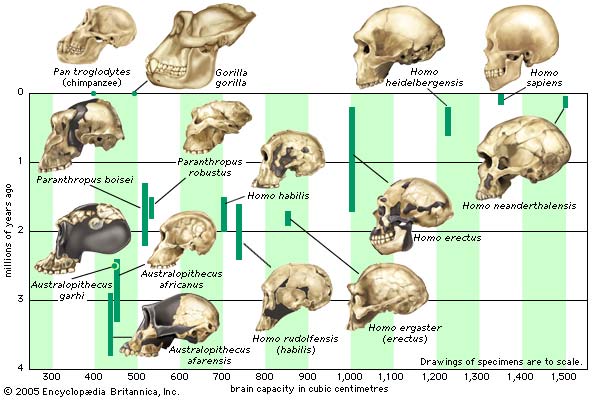 Human ancestor skull chart