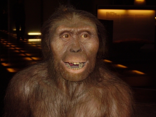 Lucy, A. aferensis