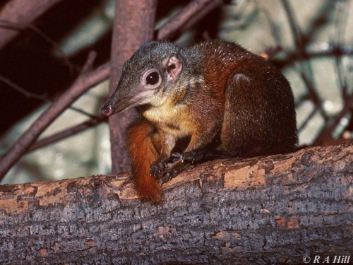 Mammal
