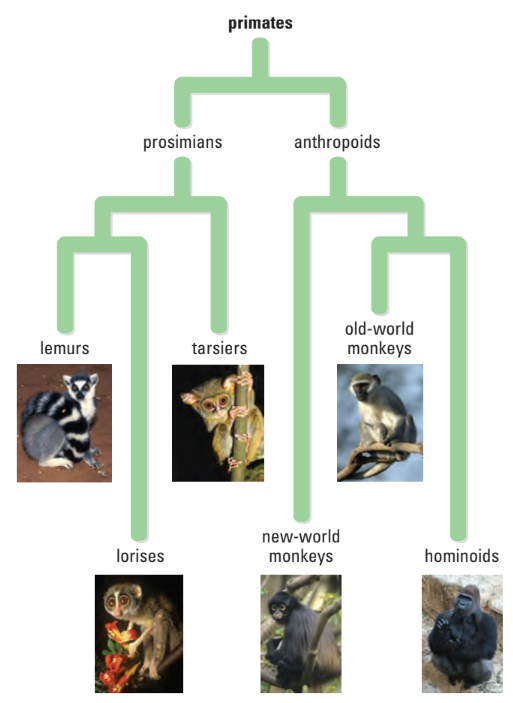 Simplified primate phylogenetic tree