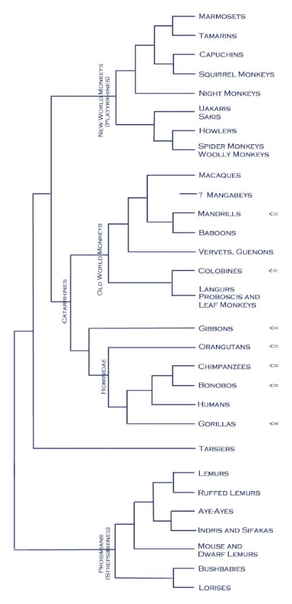 Primate tree of life