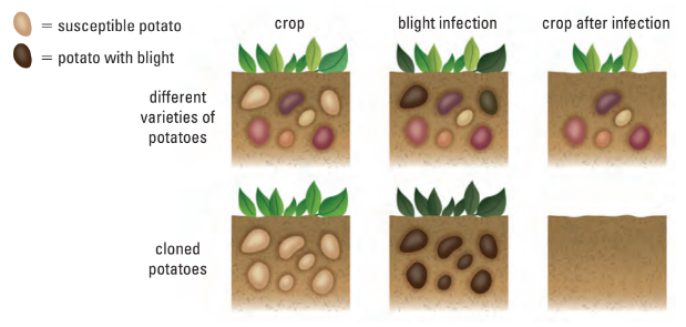 Diversity in crops