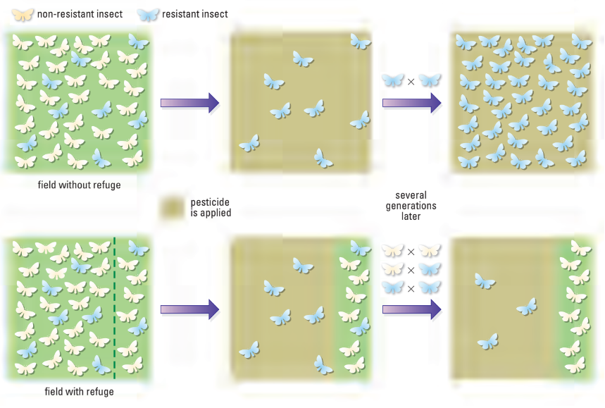 Effect of refugia