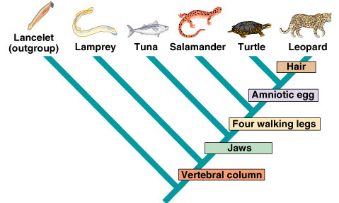 Cladogram