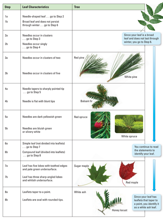 Dichotomous key