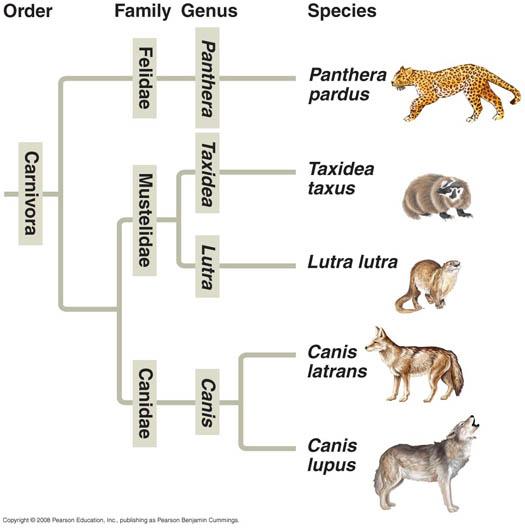 Phylogenetic tree