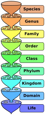 Taxa
