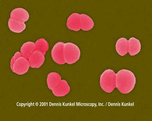 Diplococcus