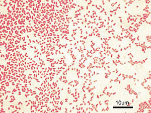 Gram-negative