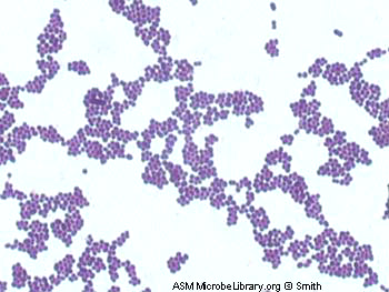 Gram-positive
