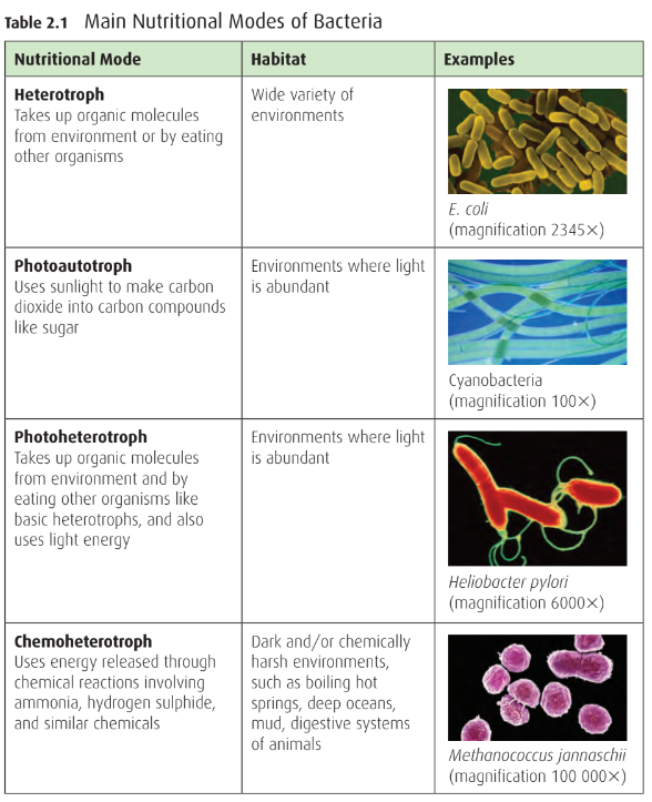 Main nutritional modes of bacteria