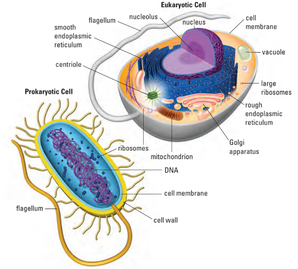 Prokaryotes v. eukaryotes