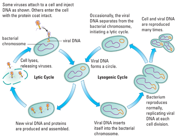 Lytic and lysogenic cycle