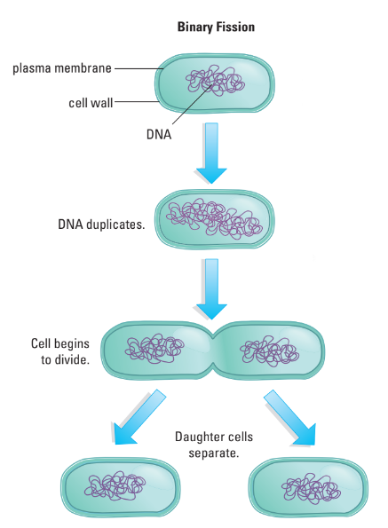 Binary fission diagram