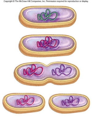 Binary Fission