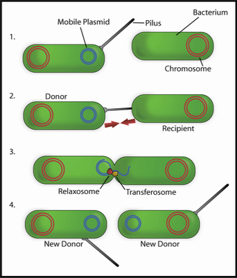 Bacterial conjugation visual