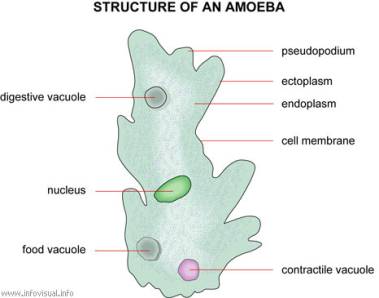 Amoeba anatomy