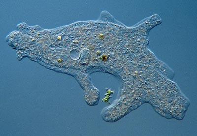 Amoeba