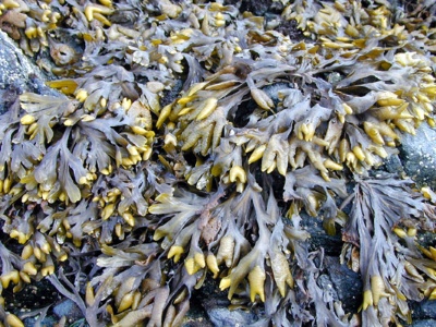 Brown algae