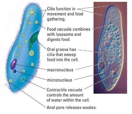 Ciliate anatomy explained