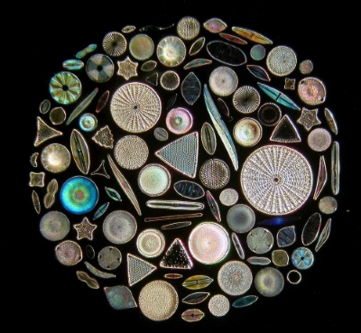 Diatoms