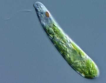 Euglena